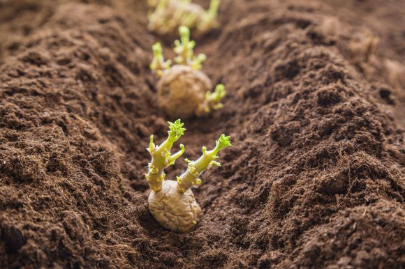 Arrêt de l’importation de la semence de pomme de terre: L’Algérie retarde encore l’échéance