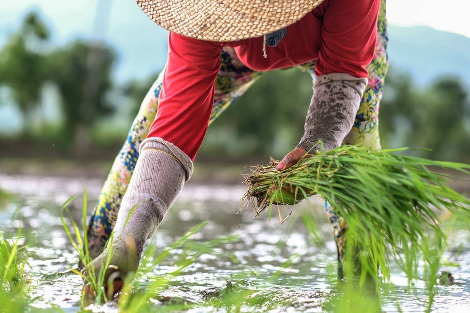 Un risque de crise alimentaire mondiale liée au coronavirus, selon l&rsquo;ONU et l&rsquo;OMC