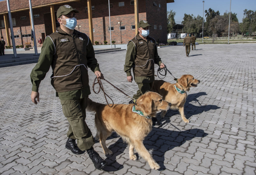 Chili: des chiens dressés pour détecter les malades de la COVID-19
