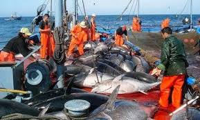 L’Algérie a pêché son quota de thon rouge
