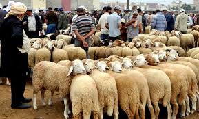 Aïd: la vente de moutons encadrée dans la capitale
