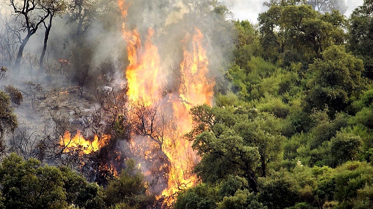 Feux de forêts, plus de 9000 hectares partent en fumée en deux mois !