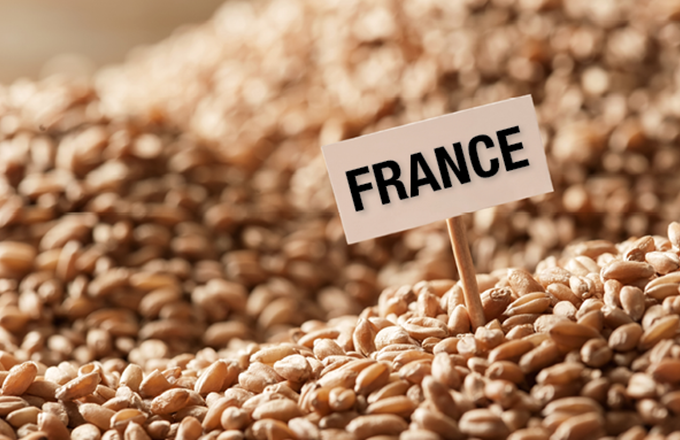 Céréales : Les importations du blé français vers l’Algérie en chute