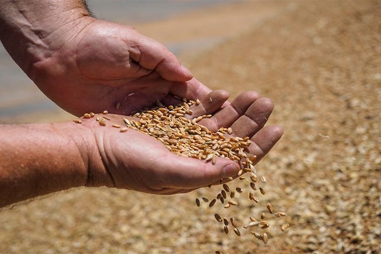 فضيحة القمح المستورد: تناقض بين وزارتي الفلاحة والتجارة