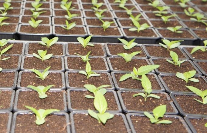 Sécurité alimentaire : l’Algérie crée une banque de semences pour stopper l’importation