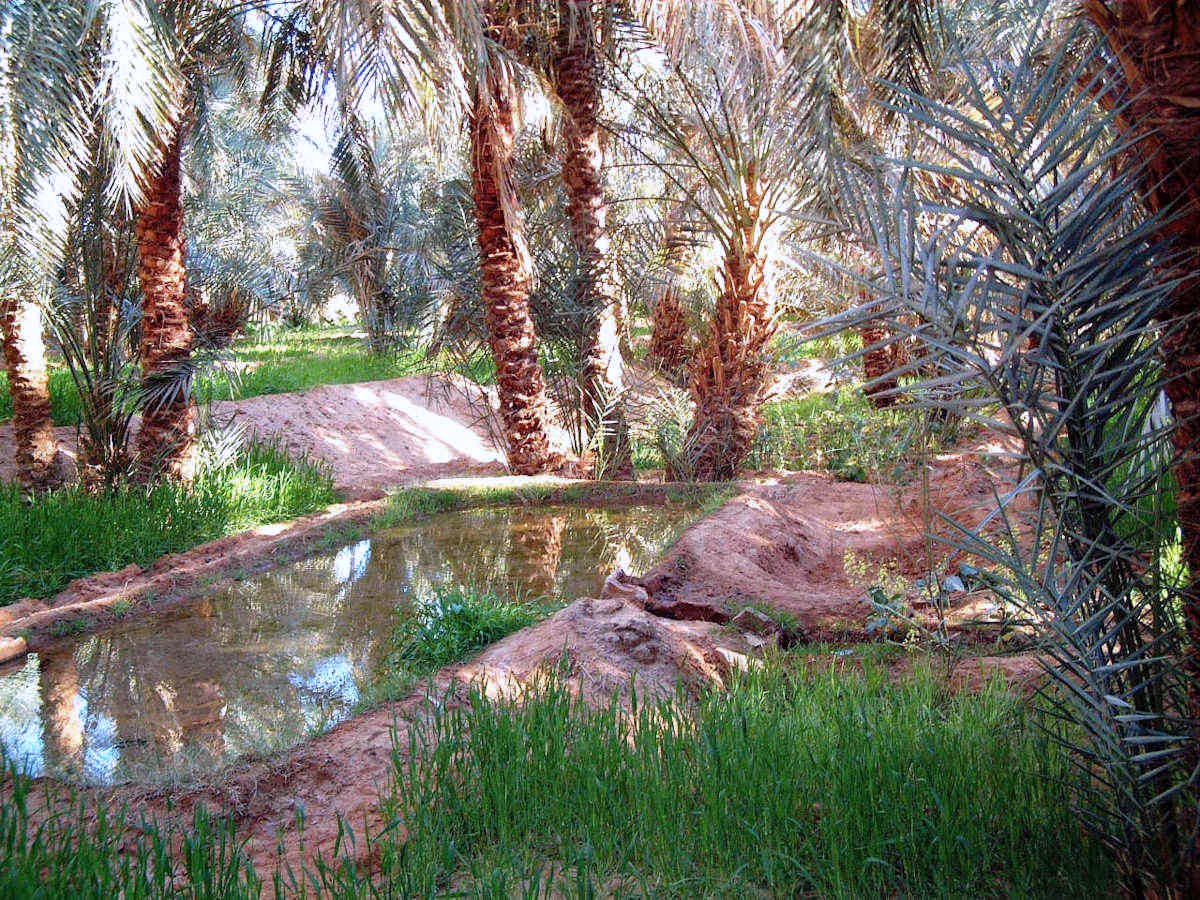 Blog. L’oasis, une retraite de fraîcheur parsemée de verdure