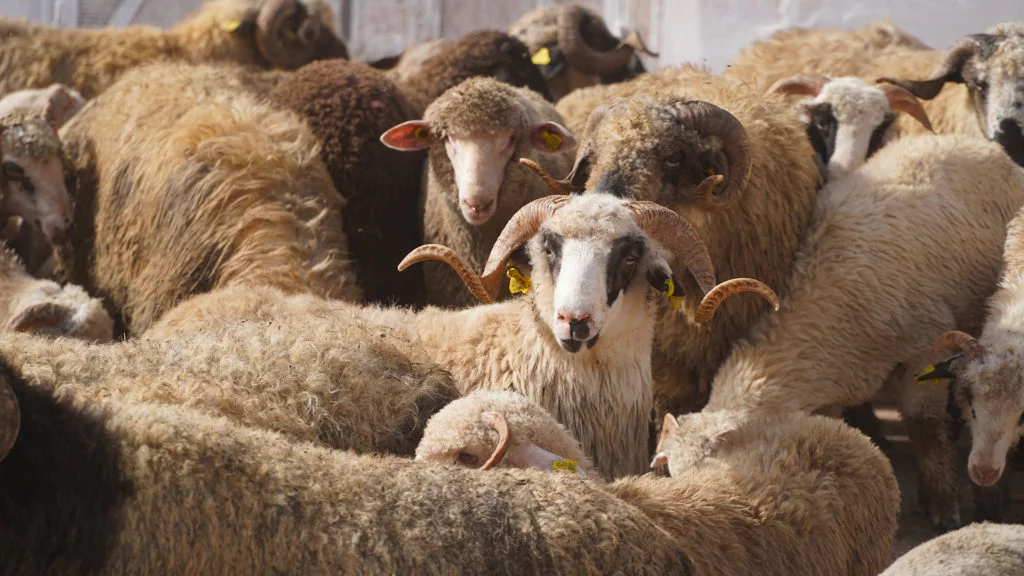 Importation des moutons de la Roumanie : le ministre de l’Agriculture s’explique